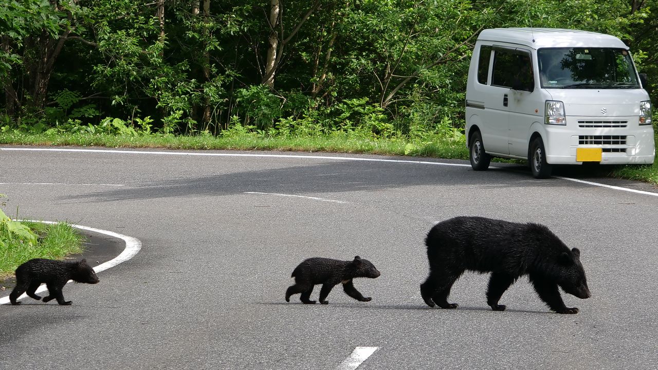Una osa cruza una carretera con dos crías en julio de 2018 en las faldas de los montes de Kitakami (prefectura de Iwate). (Satō Yoshihiro)