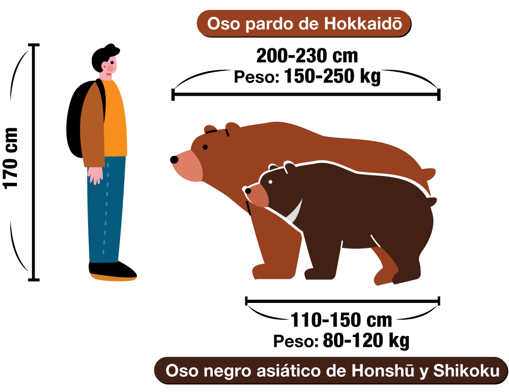 Oso pardo de Hokkaidō
