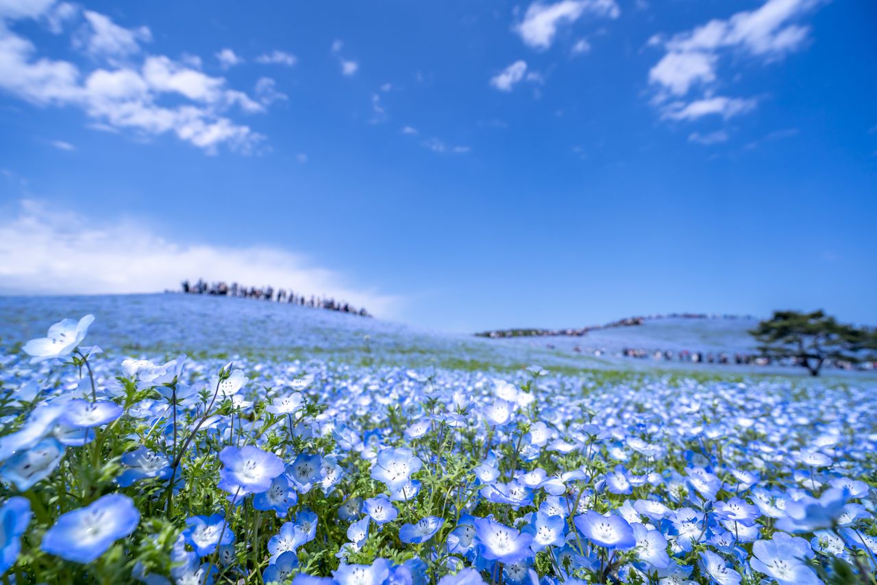 Las Nemophilas son el toque final de este magnífico paisaje primaveral completamente azul. (PIXTA)