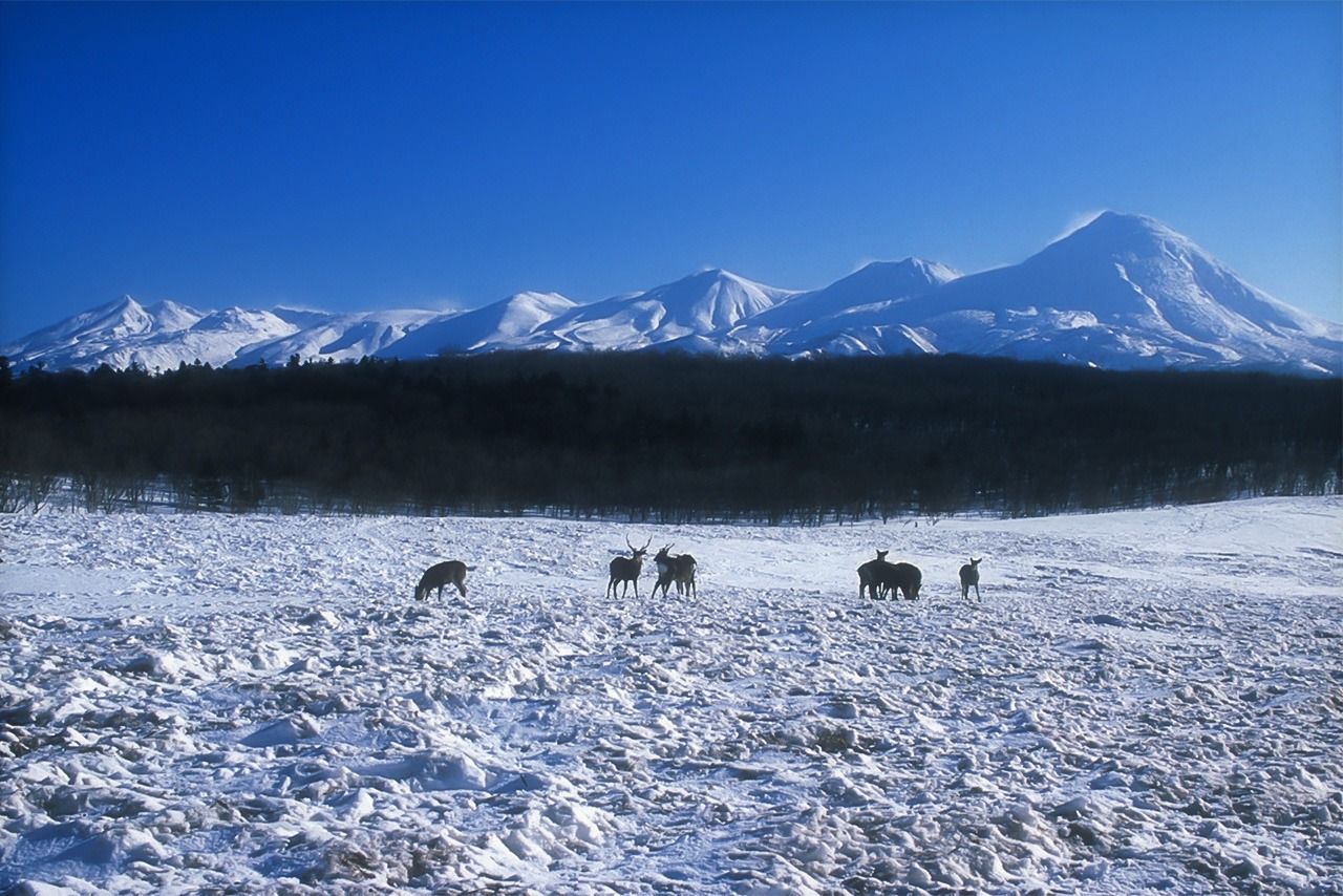 Los campos de Furepe en el invierno (Fotografía: Fundación Shiretoko.)