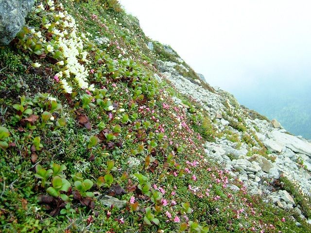 Flora del monte Nipesotsu. (Fotografía: Ministerio de Medioambiente) 