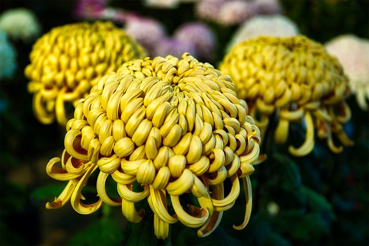 Crisantemos atsumono. Se caracterizan por que sus cientos de pétalos crecen hacia el centro, lo que les da una apariencia densa. (PIXTA