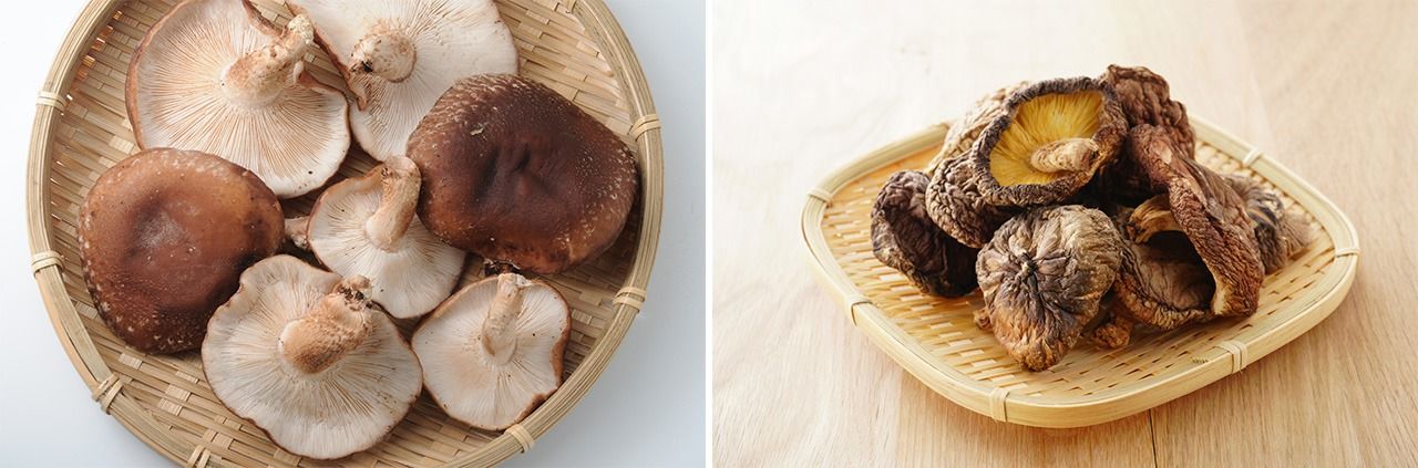 A la izquierda, setas shiitake frescas; a la derecha, deshidratadas. (© Pixta)