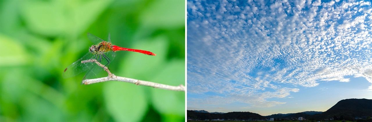 A la izquierda, libélula del género Sympetrum, cuya característica principal es su color rojo. A la derecha, un cielo lleno de borregos. 