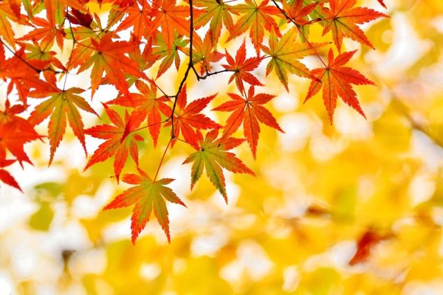 Hojas de arce con los colores característicos del otoño. 