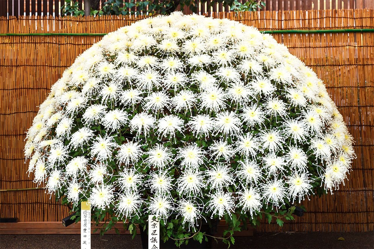 Senrinzaki, un ejemplar formado por múltiples crisantemos que florecen de un único tallo pegados los unos a los otros. Fotografía de Miwa Noriaki.