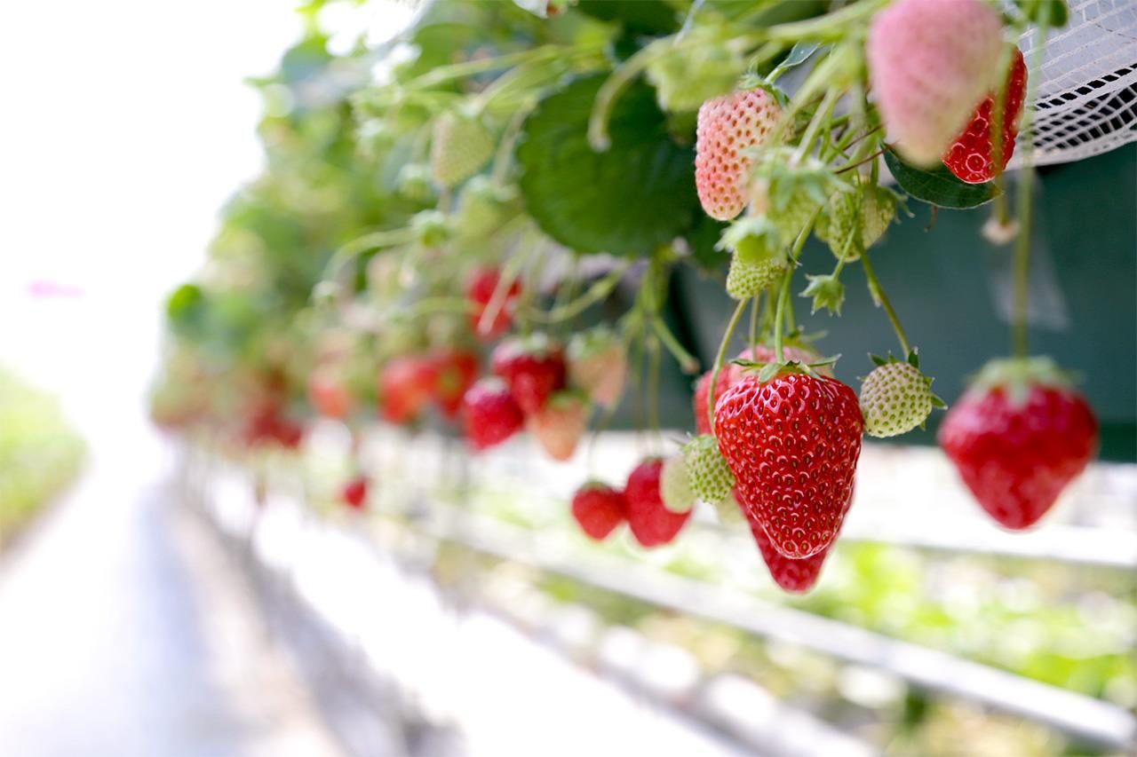 Fresas en un invernadero de Nikkō Strawberry Farm (imagen de Nagasaka Yoshiki). 