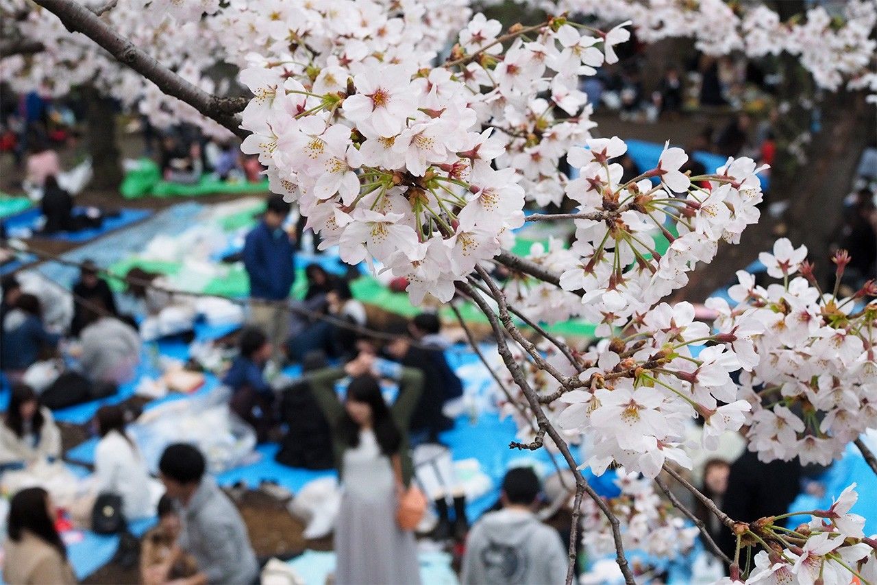 Cerezos en flor en el parque de Ueno. Muchas personas se sientan bajo ellos para hacer un picnic mientras los contemplan. ©Jiji
