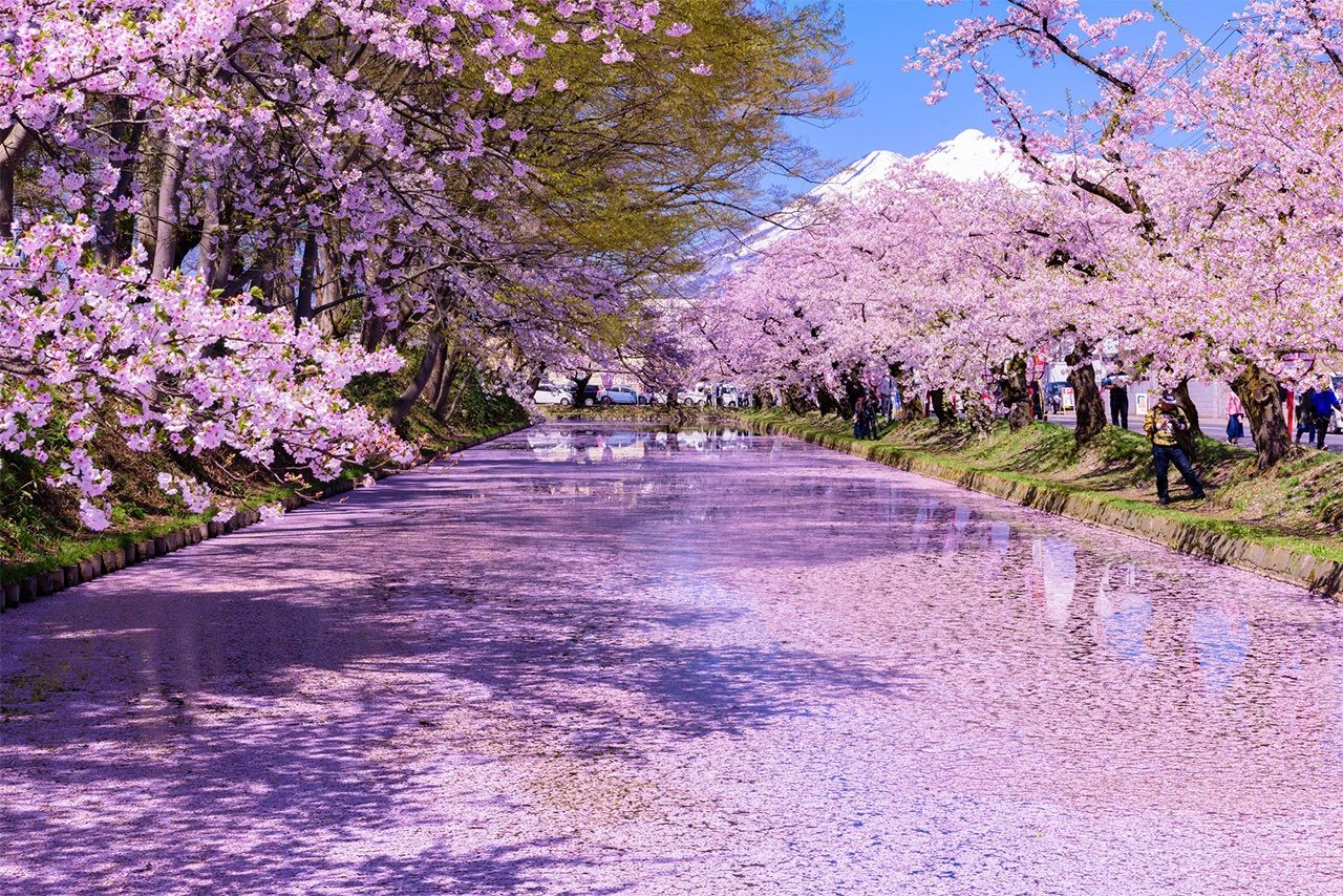 Cerezos en flor en el castillo de Hirosaki, cuyos pétalos flotan en el río; a lo lejos, el monte Iwaki (prefectura de Aomori). ©Pixta