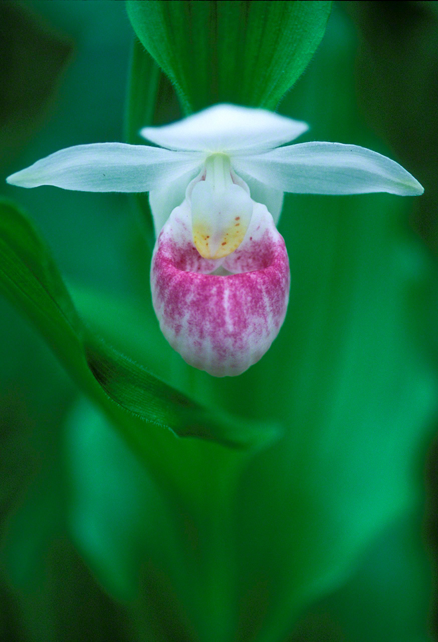 Una orquídea americana, la flor del estado de Minnesota. (Imagen de 2000)