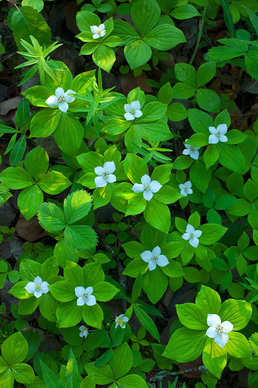 Una mata de cornejo florece junto al sendero. (Imagen de 2010)