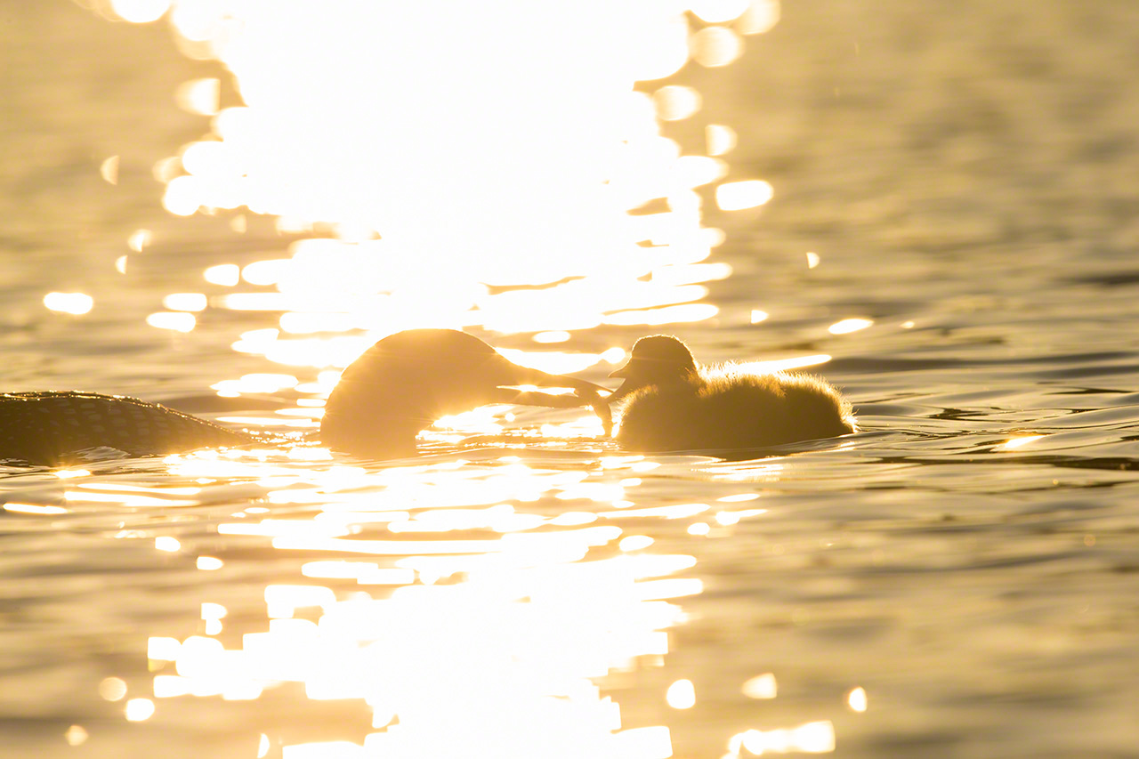 Un colimbo grande con su cr&iacute;a. (Imagen de 2015)