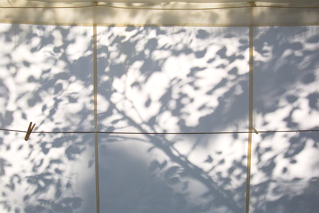 La sombra de un abedul contra la lona de la tienda. (Imagen de 2016)