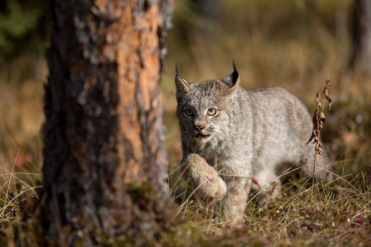 Un lince canadiense se mueve con sigilo entre los &aacute;rboles. (Imagen de 2013)