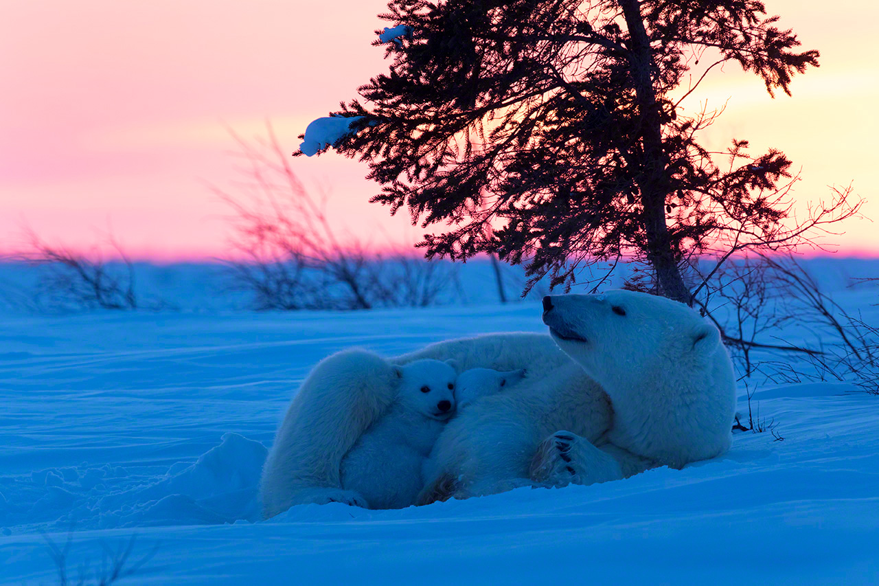 Los osos polares se acurrucan unos contra otros al atardecer. (Imagen de 2015)