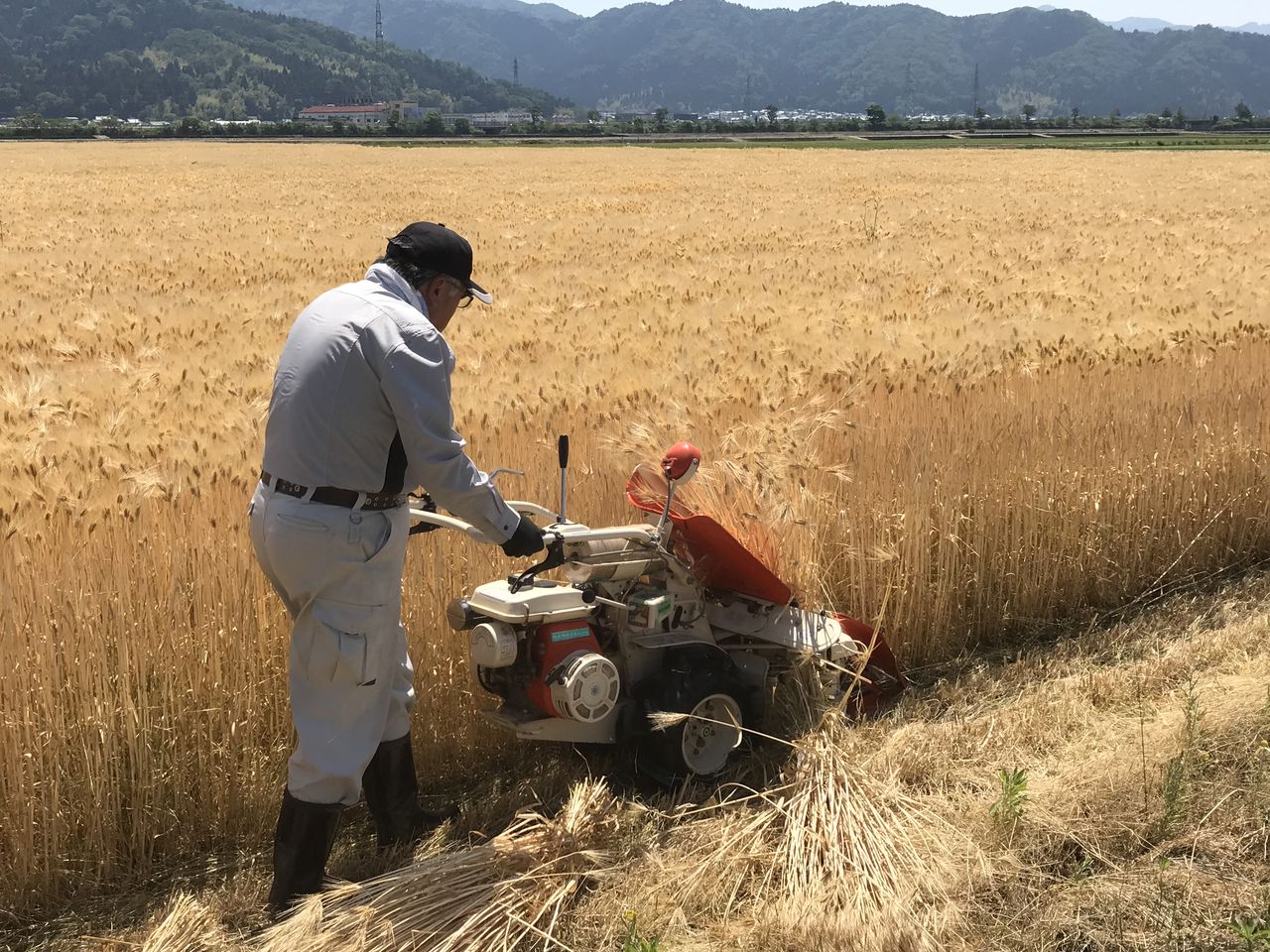 Se cosecha la cebada con una segadora de empuje manual. (Fotografía por cortesía de Shigehisa).