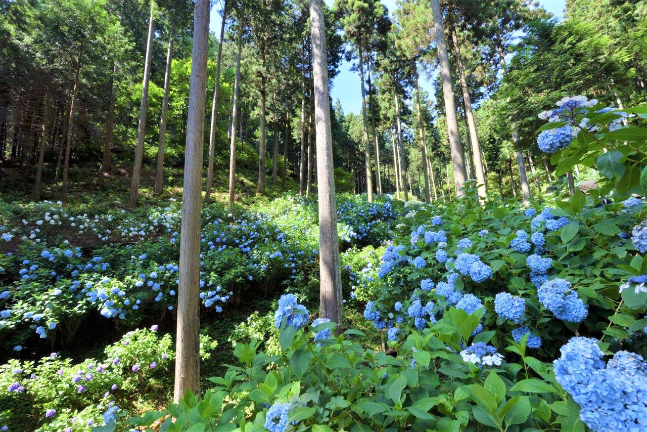 Las hortensias cubren las cuestas del bosque de cedros, a una altitud de 360 metros. Chūichi llevó a cabo el aclareo y la poda. Fotografía: Minamisawa Ajisai-yama.