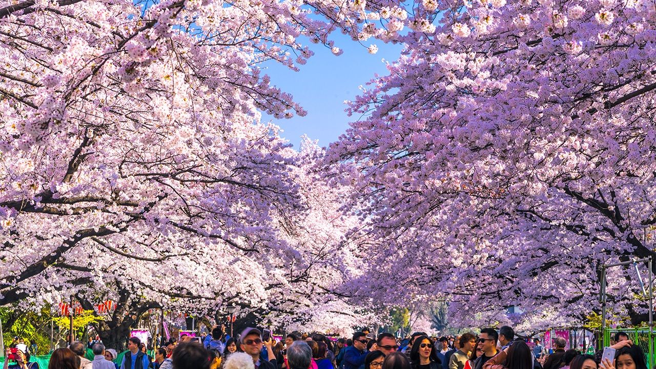 Hanami': ¿Cómo surgió la costumbre de contemplar los cerezos en flor en  Japón? | Nippon.com