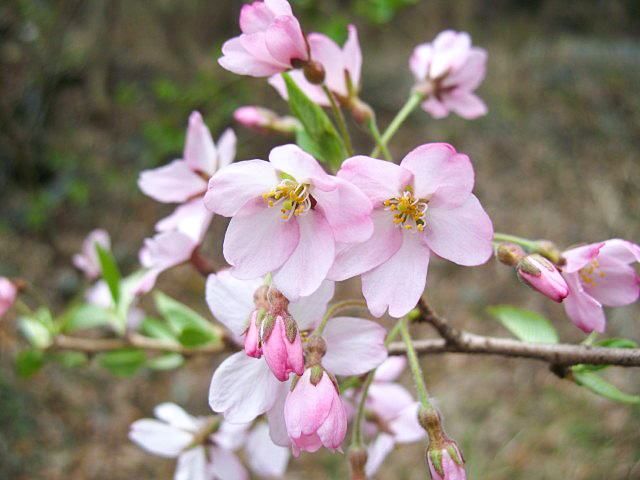 Flores de edohigan. Las hojas del árbol no se abren, pero es fácil distinguirlos por sus pétalos rosas.