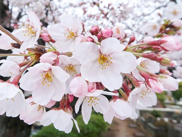 Somei-yoshino en flor. El rosa pálido de sus pétalos es un color que gusta mucho a los japoneses.