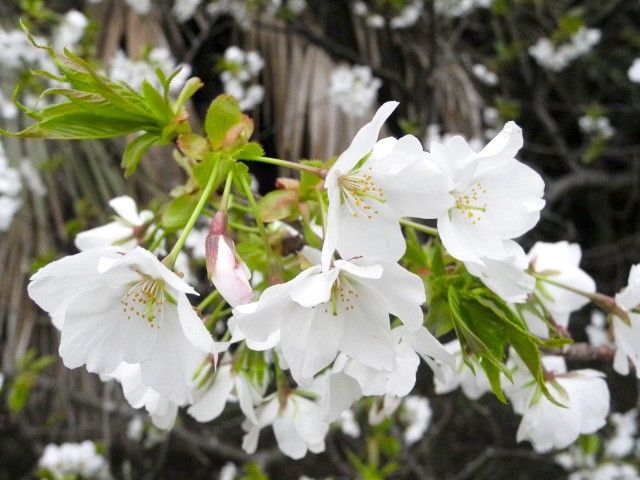 Ōshima zakura en flor. Esta variedad destaca por sus pétalos blancos de gran tamaño.