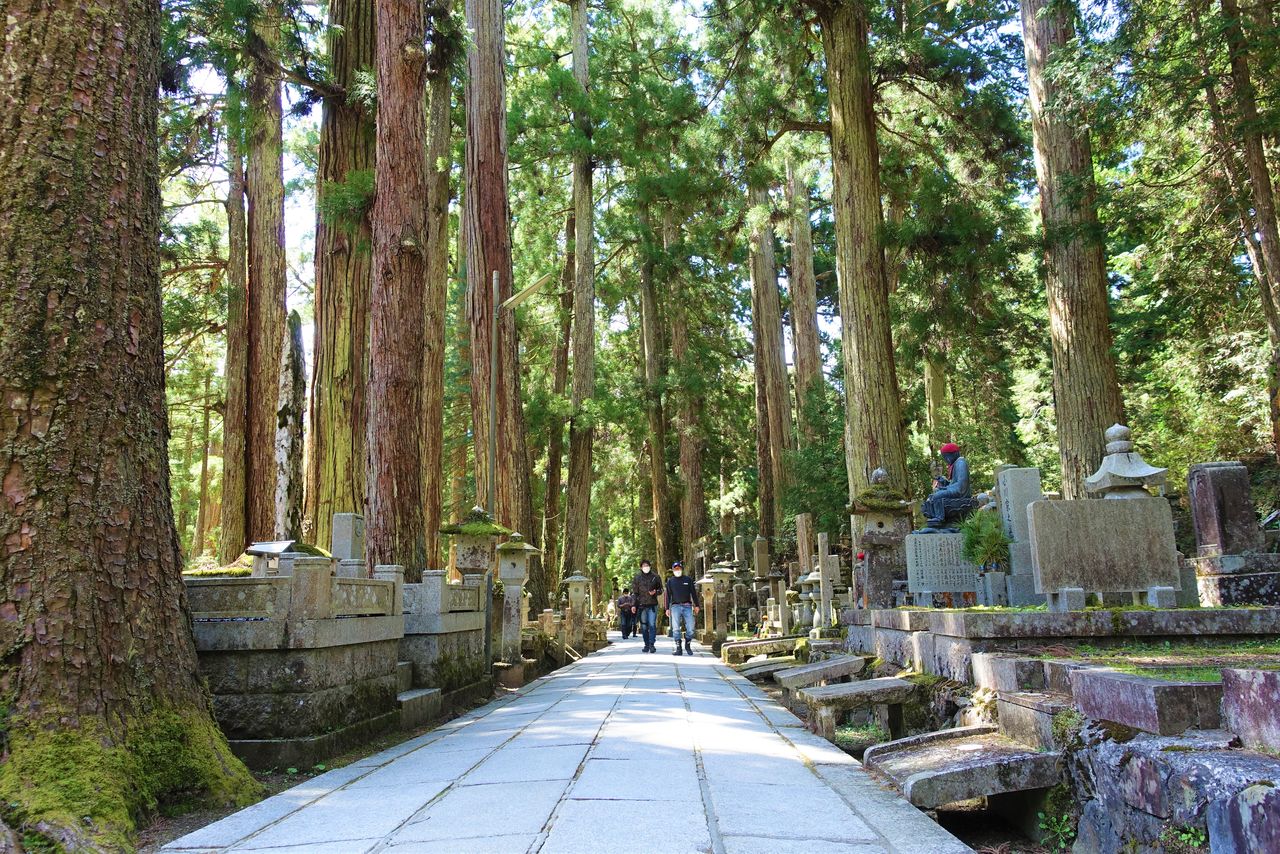 El camino de visita durante el día. Numerosos árboles gigantes, llamados cedros de Kōya, se erigen hacia el cielo junto a las hileras de lápidas. Los árboles con etiquetas blancas numeradas son bosques madre especiales designados por el Gobierno para el desarrollo de la silvicultura. Se han designado 733 árboles en total. (Fotografía de Amano Hisaki)