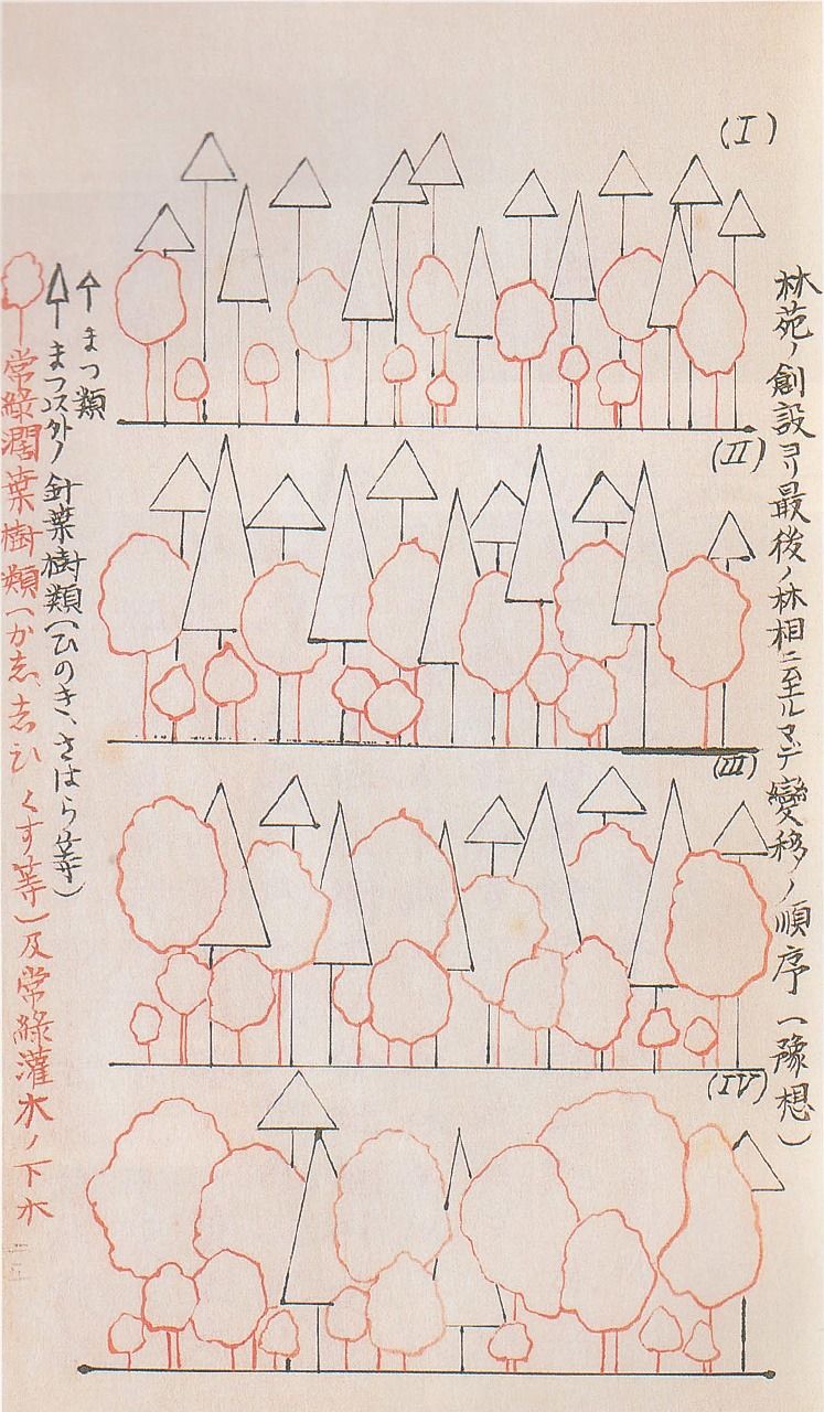 Diagrama conceptual de la evolución del bosque del santuario, elaborado por Hongō Takanori. Representa la previsión evolutiva de la zona justo después de la plantación (I), 50 años más tarde (II), 100 años más tarde (III) y 150 años más tarde (IV). (Imagen cedida por el santuario Meiji)