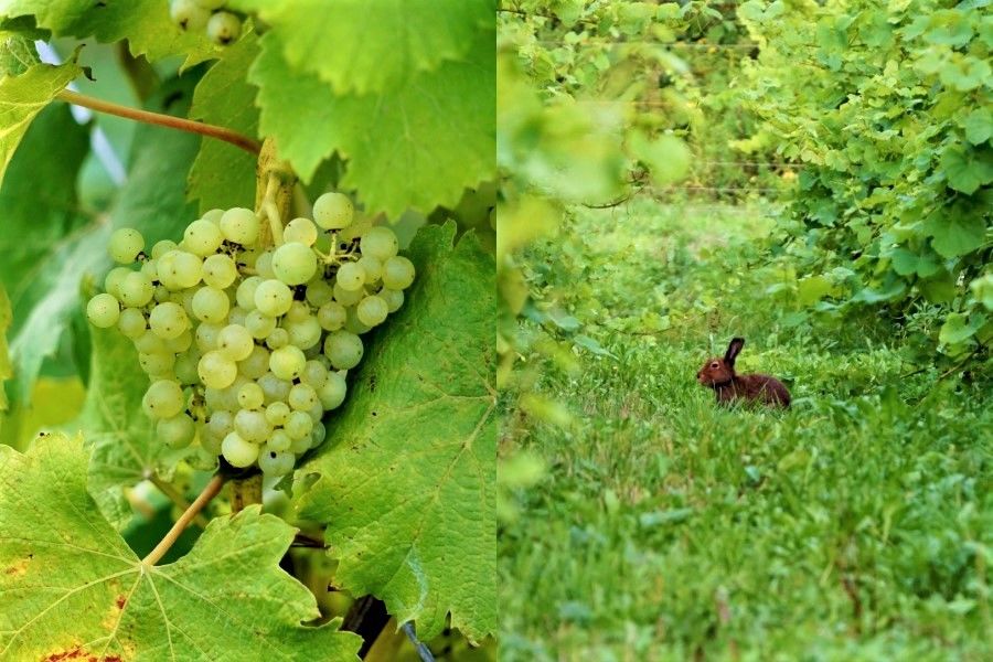 A la izquierda, uvas bacchus del viñedo Chiba, aproximadamente un mes antes de su cosecha. A la derecha, un conejo tan bonito como peligroso invadiendo el viñedo. Solo queda la esperanza de que las uvas puedan madurar sin problemas. (Fotografía del autor)