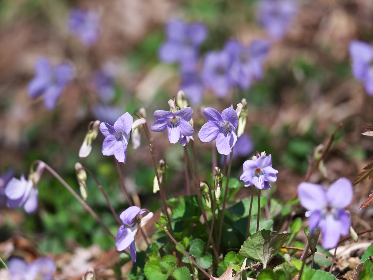 Flor violácea tachitsubosumire (Viola grypoceras). (© PIXTA)