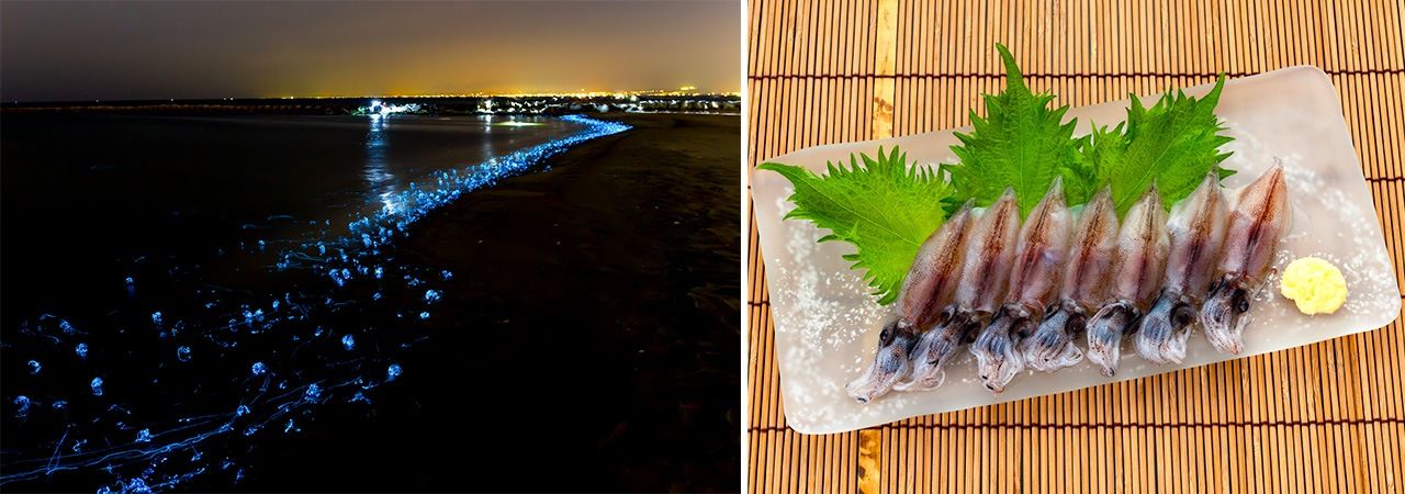 A la izquierda, el minage o lanzamiento del calamar luciérnaga en la bahía de Toyama; a la derecha, calamar luciérnaga crudo. (PIXTA)