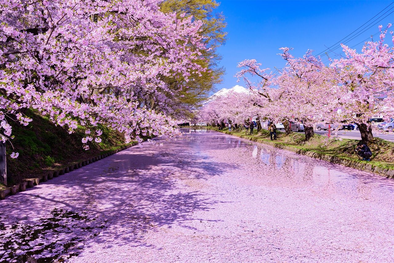 El agua del foso exterior del parque de Hirosaki se cubre de pétalos de flores de cerezo durante la época de florecimiento de estos árboles. (PIXTA)
