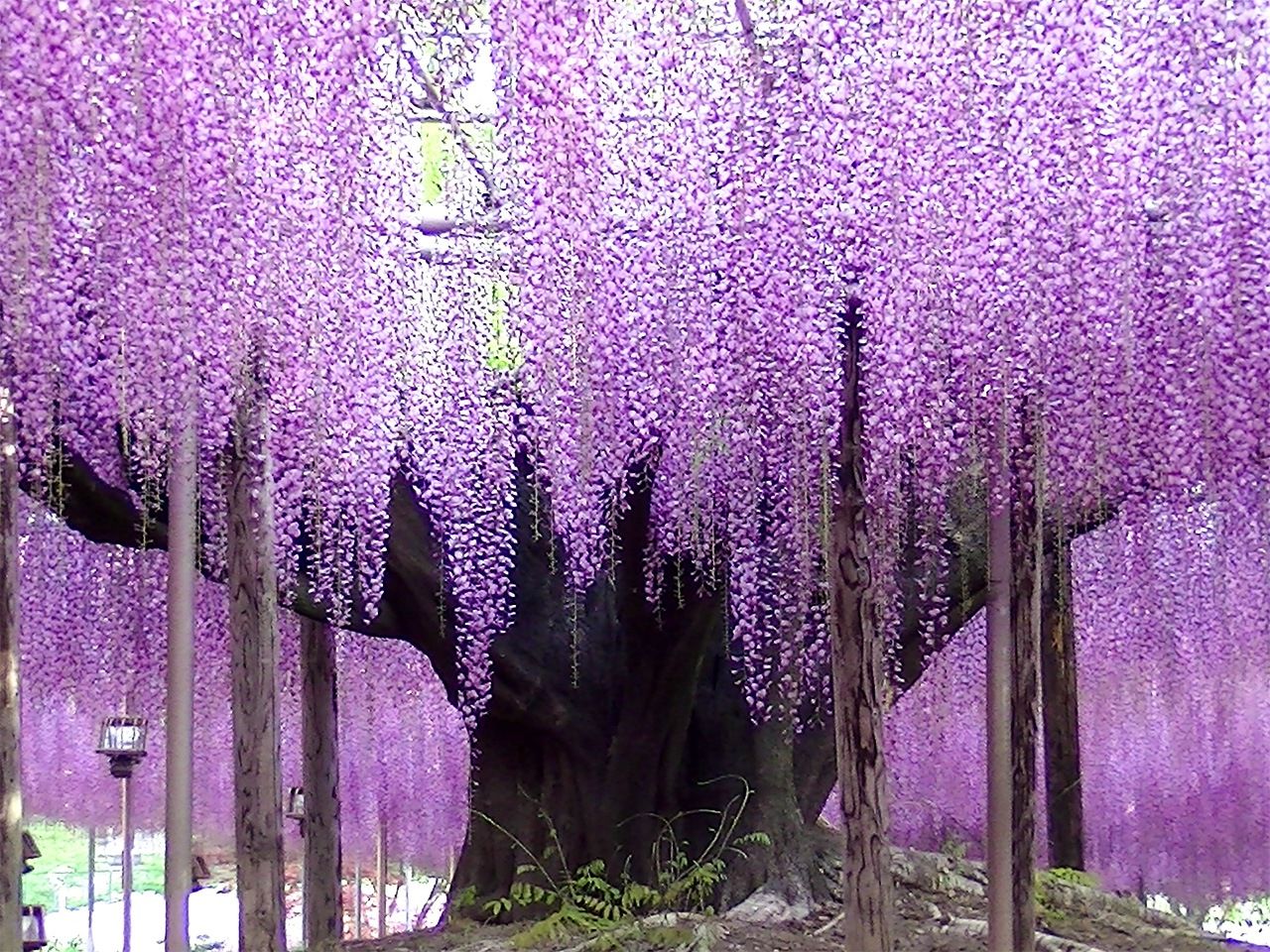 La gran glicina, que tiene más de 160 años, de Ashikaga Flower Park. (© Ashikaga Flower Park)