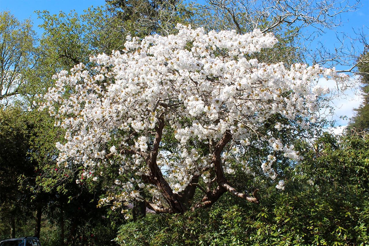 Un cerezo taihaku en floración en Grange. (Fotografía de Abe Naoko) 