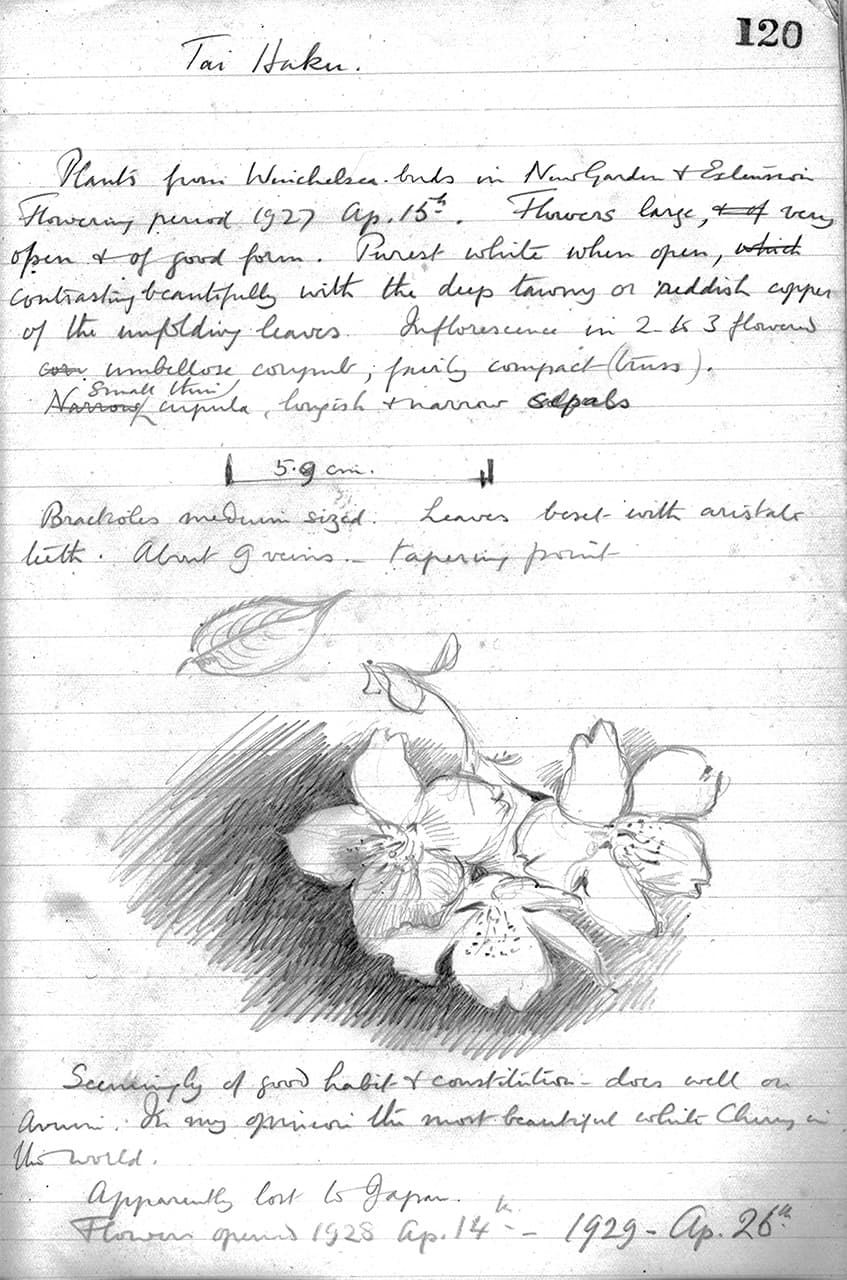 Una página del cuaderno de Ingram en la que describe los cerezos taihaku. (Fotografía de la familia Ingram) 