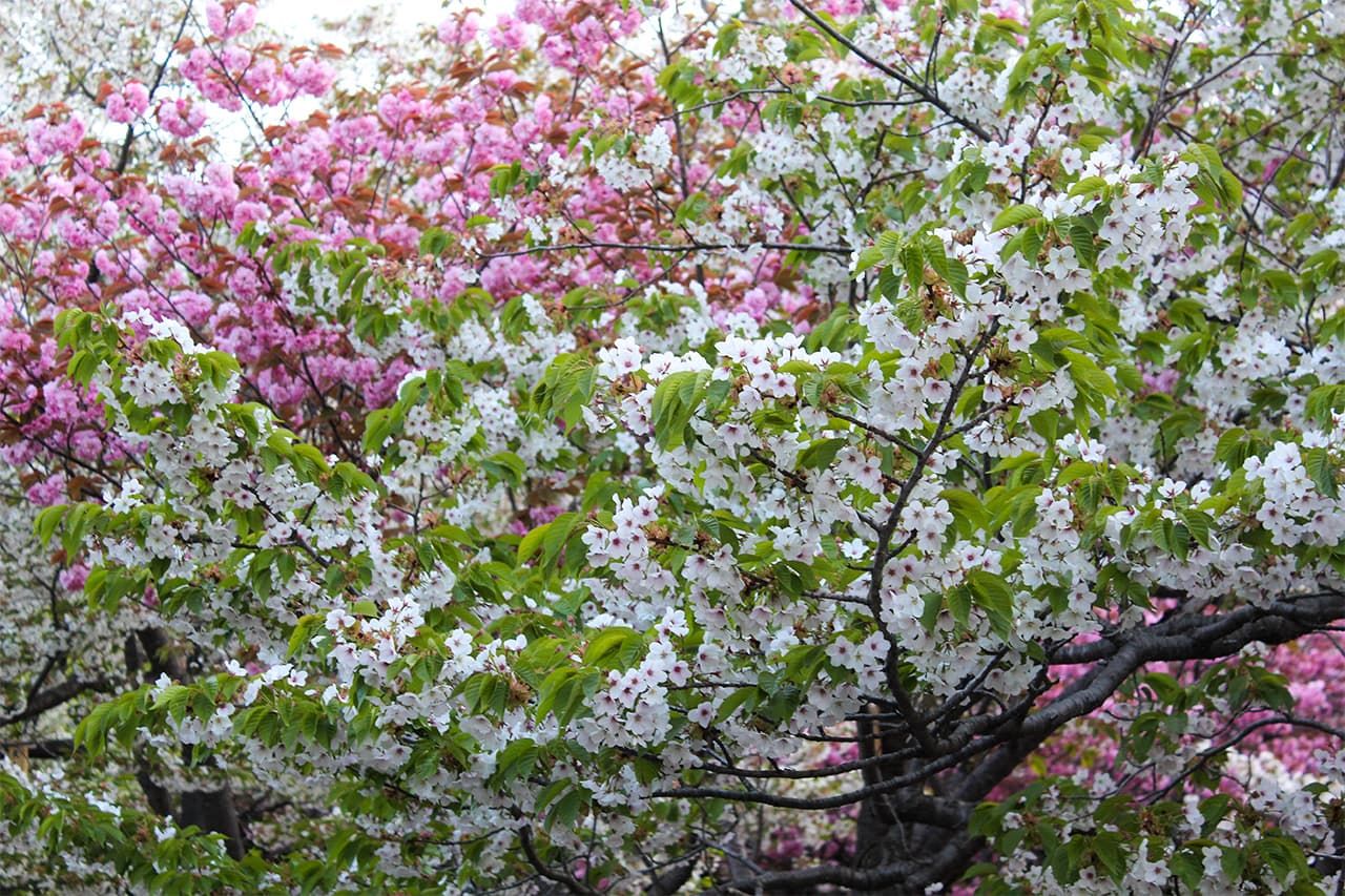 Cerezos en flor en el Parque Matsumae, Hokkaidō. (Fotografía de Abe Naoko) 