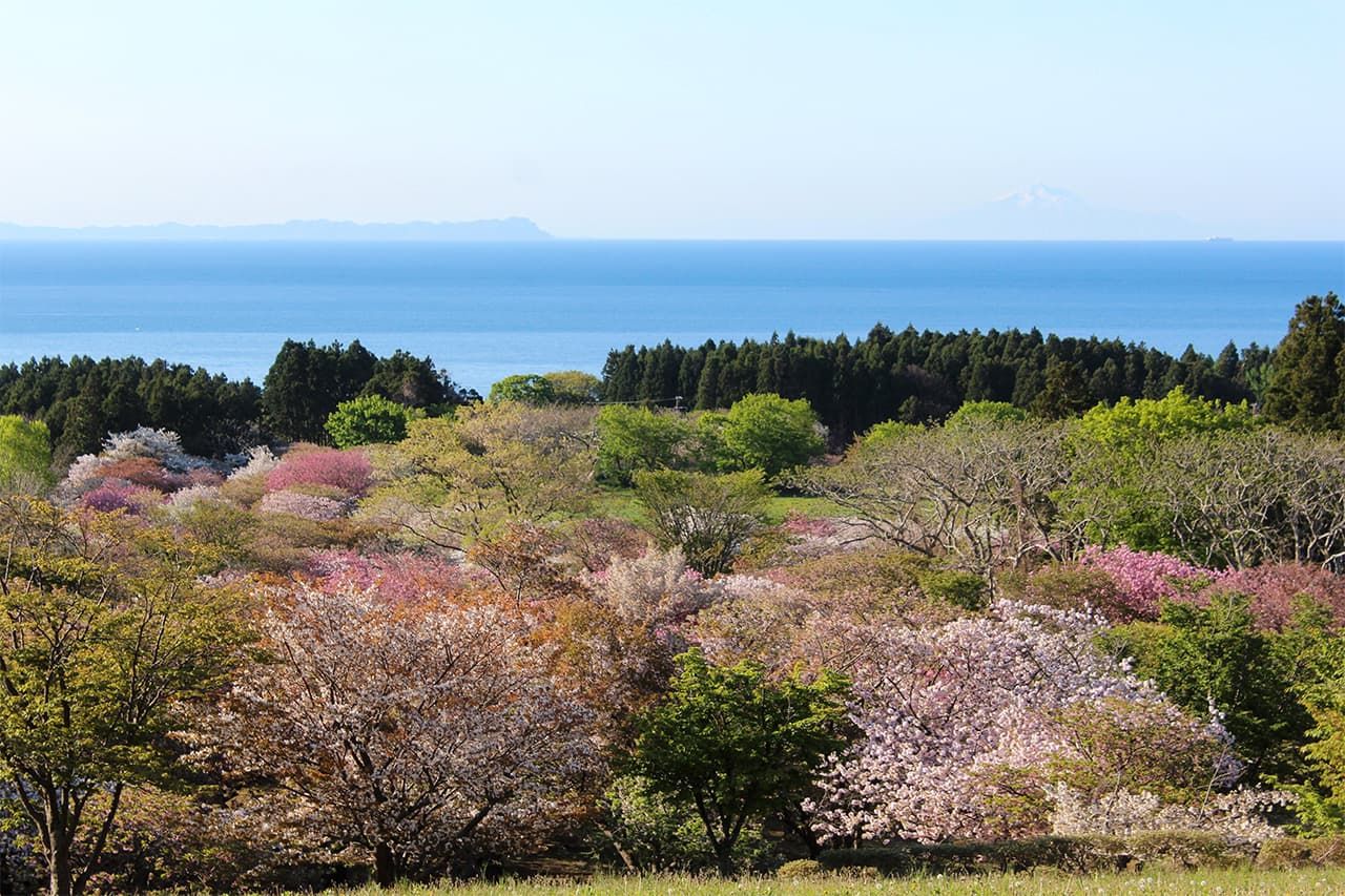 Cerezos en flor en el parque de Matsumae, Matsumae, Hokkaidō. (Fotografía de Abe Naoko) 