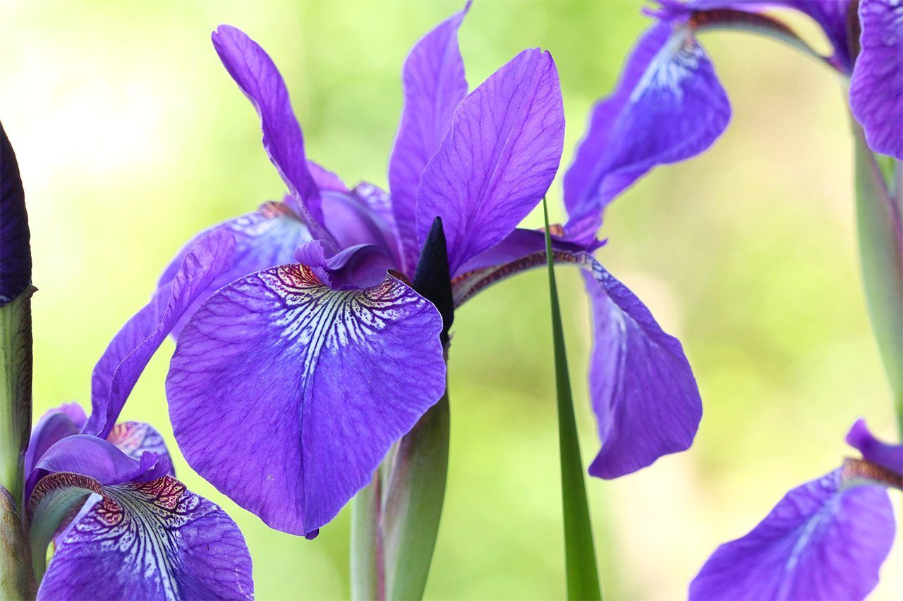 Iris sanguinea, cuyos pétalos presentan una especie de malla. (PIXTA)