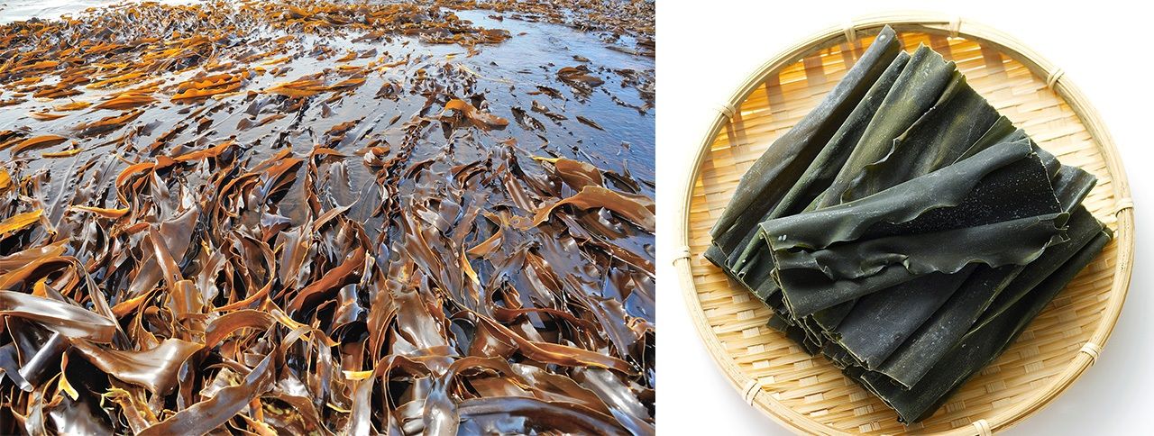 A la izquierda, alga konbu recién recogida; a la derecha, alga konbu seca, formato en el que se comercializa. (PIXTA)