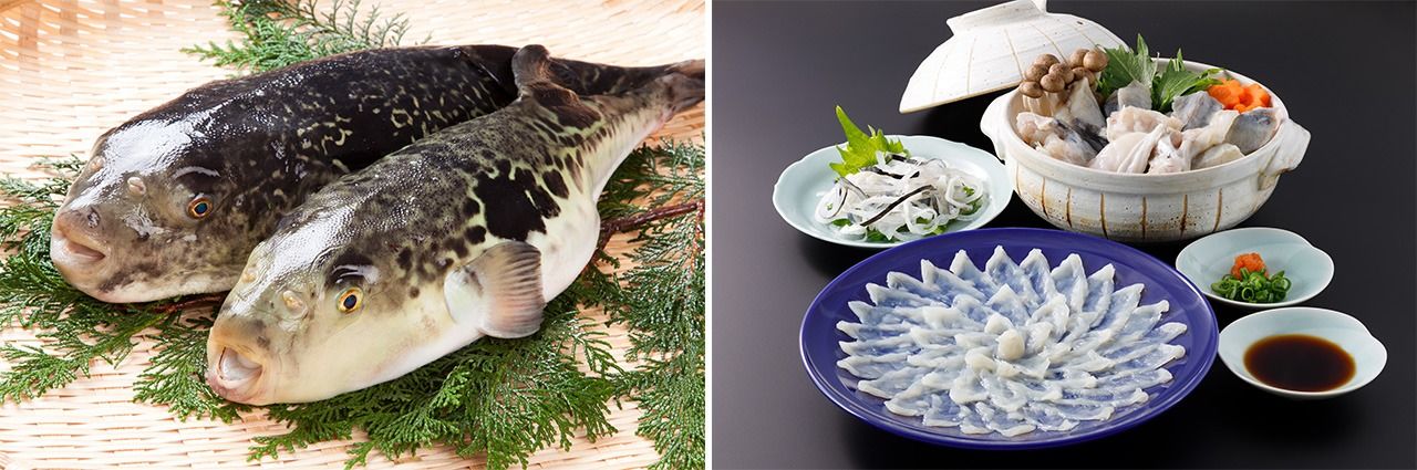 A la izquierda, dos peces globo; a la derecha, desde arriba a la izquierda y en el sentido de las agujas del reloj, varios platos que llevan pez globo: piel hervida, una cazuela con verduras y sashimi. (PIXTA)