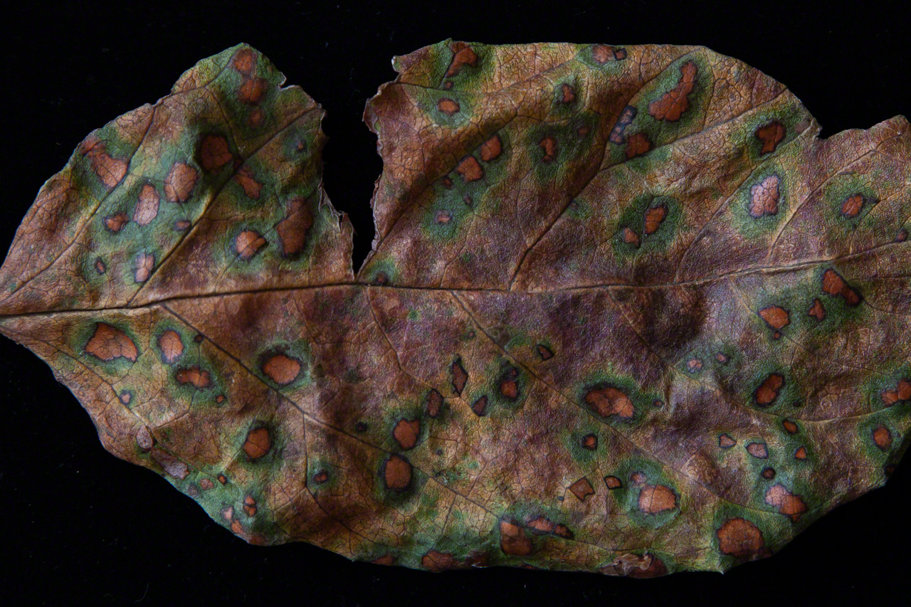 Las hojas del palosanto caen y se descomponen creando colores etéreos que no parecen de este mundo.
