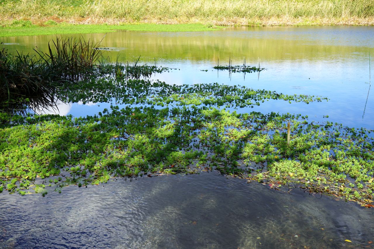 Las cristalinas aguas del Tsuyagawa (afluente del río Ibi). El afecto de Itō por los ríos locales se refleja en el nombre de su empresa, Rivercresc (de crescendo). (© Ukita Yasuyuki)