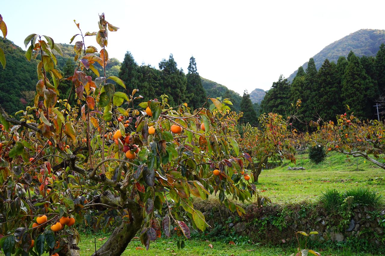 La visión de los caquis madurando en las ramas forma parte del paisaje rural de muchas zonas de Japón. (© Ukita Yasuyuki)