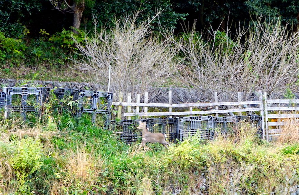 Un cervatillo hizo acto de presencia durante nuestra visita. Mantener alejados a los animales que quieren entrar en los huertos es un reto interminable para los cultivadores. (© Ukita Yasuyuki)