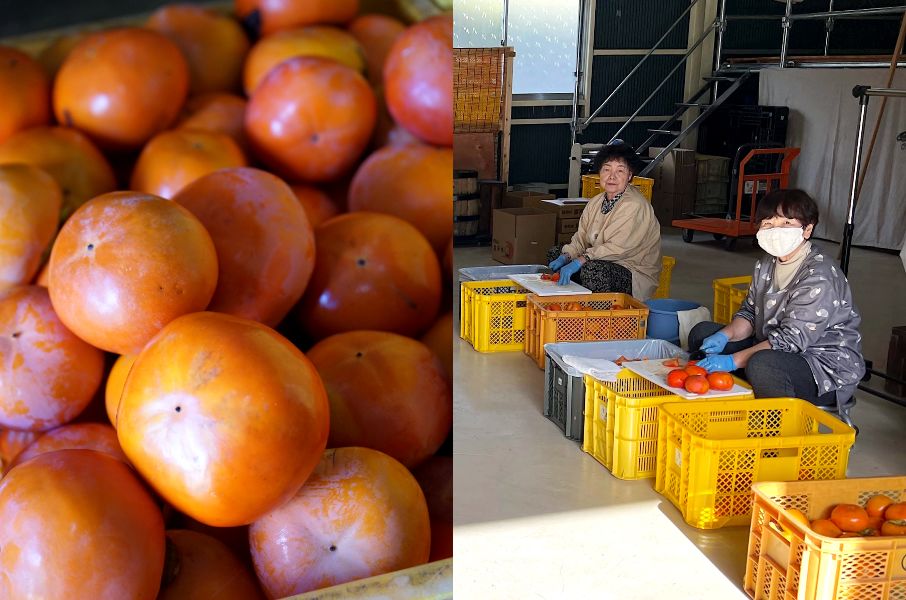 Caquis esperando a ser procesados (izquierda). Para el ojo inexperto no es fácil ver por qué estos ejemplares no superaron el proceso de selección. (© Ukita Yasuyuki) / A la derecha, unas mujeres locales procesan caquis. Los agricultores de la zona ayudan durante la cosecha y en otras épocas del año de gran actividad. (© Itō Yuki)