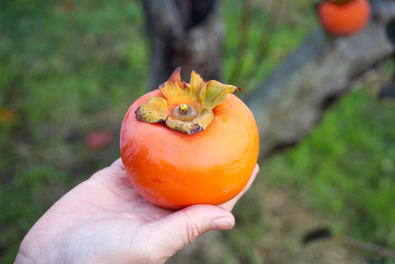 Itō trabaja para que la variedad Yōhō esté ampliamente disponible. (© Ukita Yasuyuki)