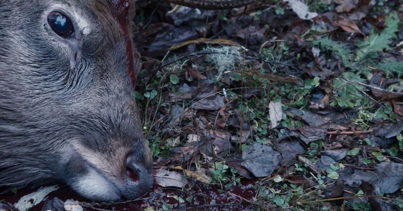 Shige es un cazador profesional. (© 2024 Takeshi Fukunaga/AINU PURI Production Committee)