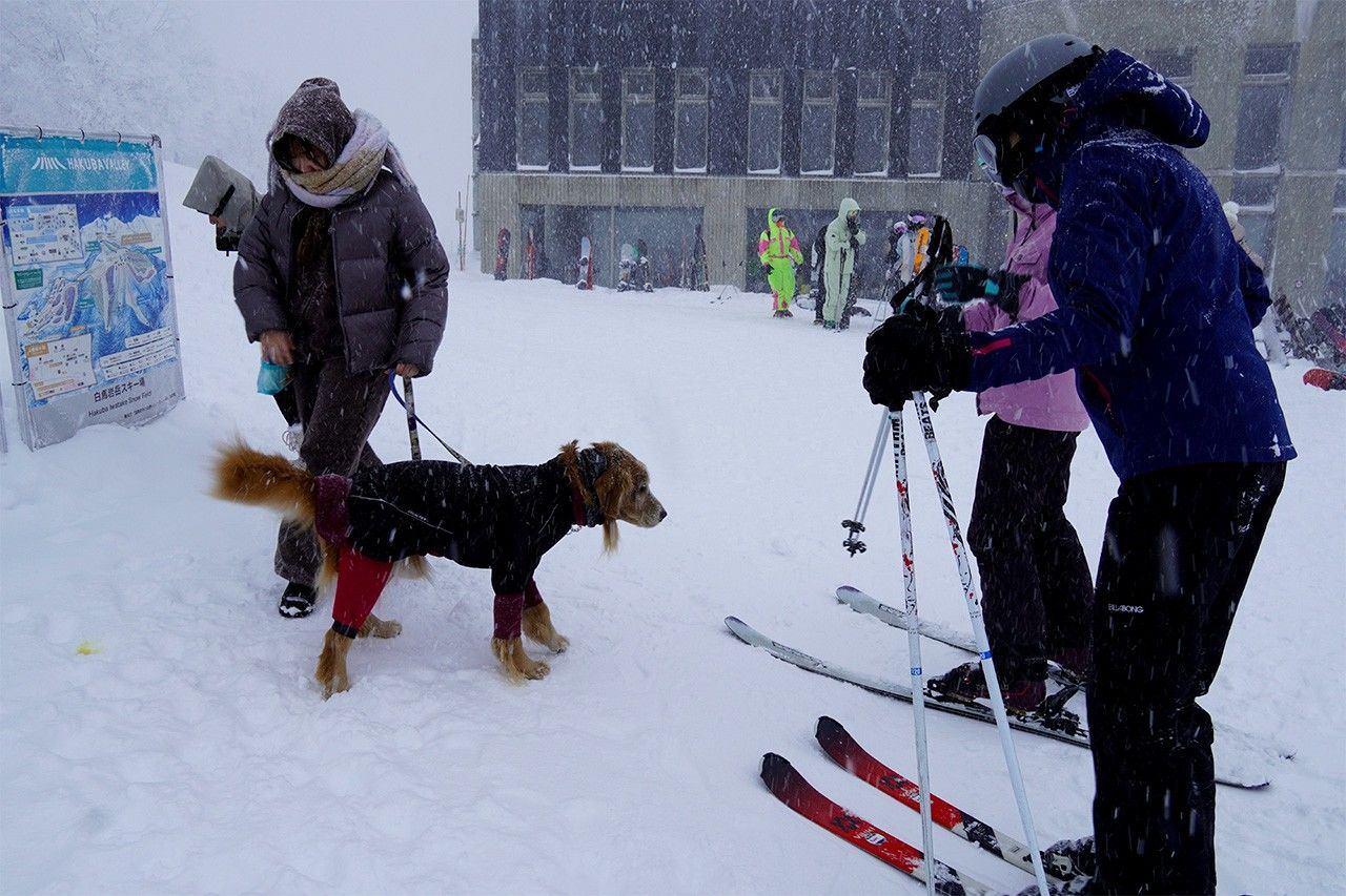 En la parte más alta del Hakuba Iwatake Mountain Resort había visitantes con perros que no habían ido a esquiar. (Fotografía de Nakahara Mieko)