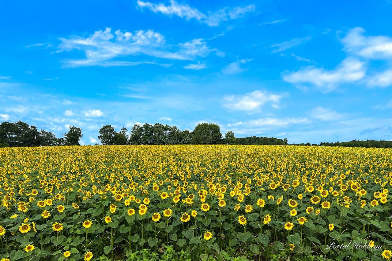 Campo de girasoles en Hokuryū, Hokkaidō. (© Portal del pueblo de Hokuryū)