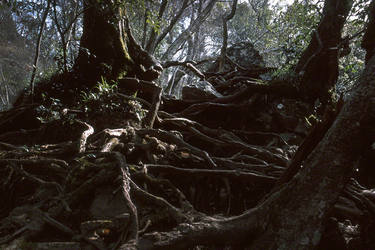 El empinado sendero de monta&ntilde;a que lleva al templo de Sanbutsuji. Es un camino muy peligroso en el que se han registrado muchos accidentes.