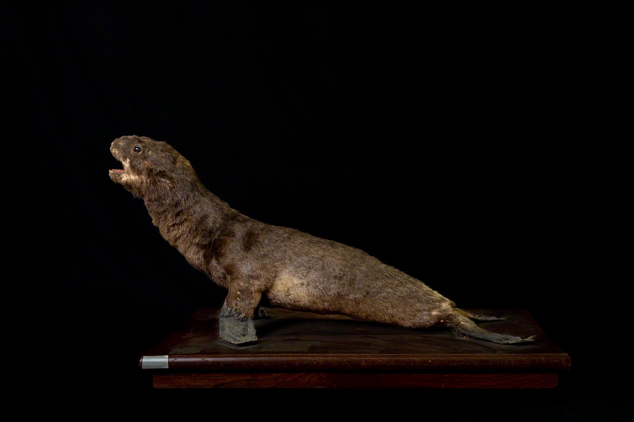 Adquirido en 1913. Etiquetado como &ldquo;oso marino&rdquo;, pero identificado como le&oacute;n marino japon&eacute;s. (&copy; Michiko Hayashi)